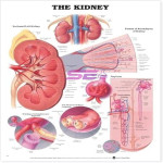 Human Kidney Chart